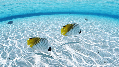 Plastic Bags and the Environment